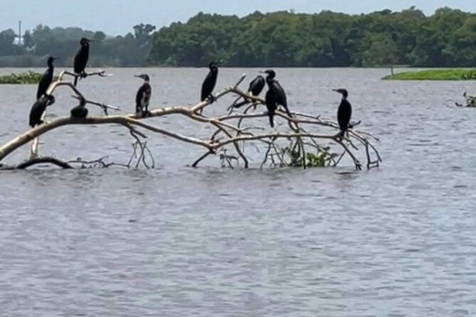 Negombo Lagoon & Muthurjawela Bird Watching Boat Tour - Who will enjoy this experience most