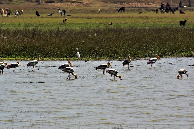 Nepal Birding - A forest escape from Kathmandu