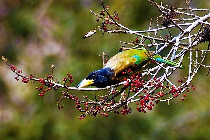 Nepal Birding - Practical planning before you go