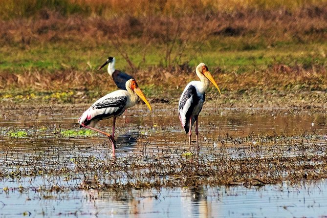 Nepal Birding - The birdlife you may find in the hills