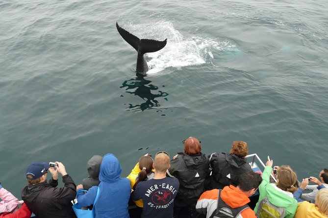 Newfoundland Puffin and Whale Watch Cruise - From St. John’s to Bay Bulls and the Gaffer VI