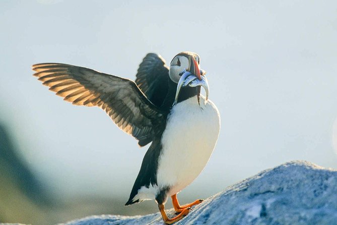 Newfoundland Puffin and Whale Watch Cruise - Iceberg Alley in May and June