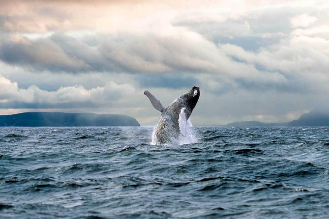 Newfoundland Puffin and Whale Watch Cruise - Newfoundland music, stories, and screech-in fun