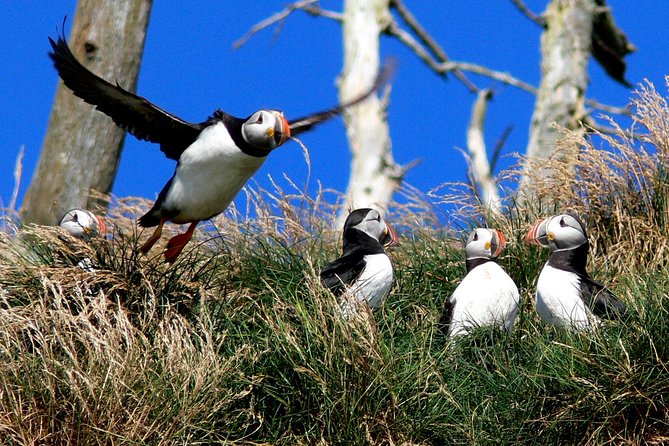 Newfoundland Puffin and Whale Watch Cruise - Is CA$94.06 good value?