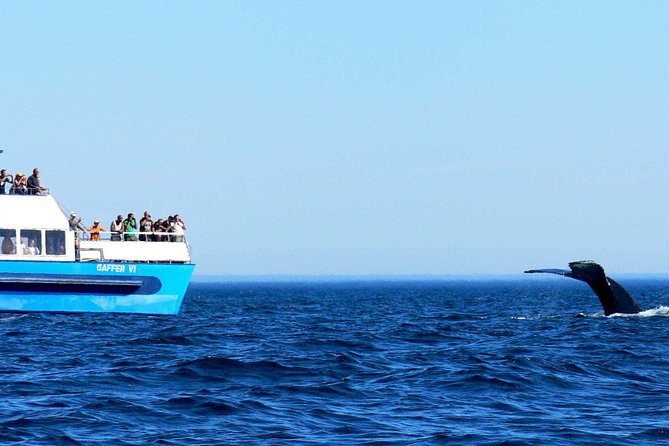 Newfoundland Puffin and Whale Watch Cruise - Who will enjoy this cruise most?