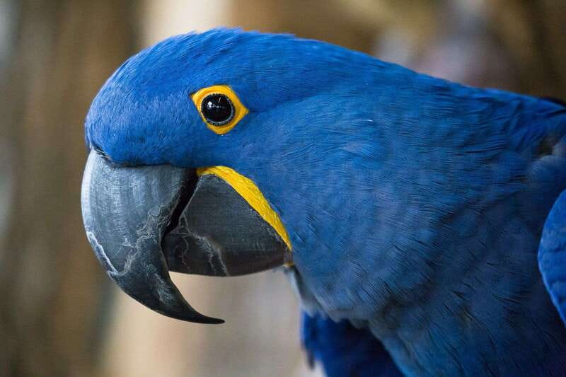 Niagara Falls, Canada: Bird Kingdom Entry Ticket - The five-minute walk from Niagara Falls