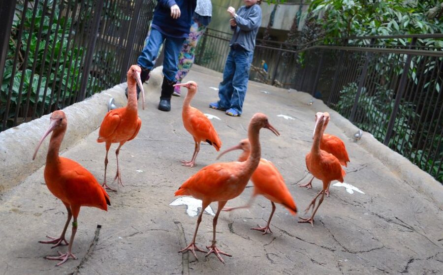 Niagara Falls, Canada: Bird Kingdom Entry Ticket - Practical tips for a smoother visit