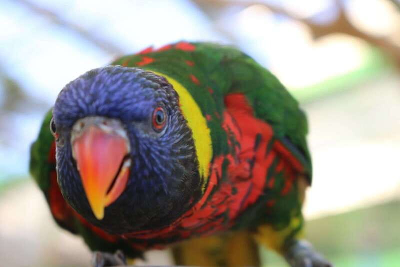 Niagara Falls, Canada: Bird Kingdom Entry Ticket - Lorikeet Landing and the optional feeding experience