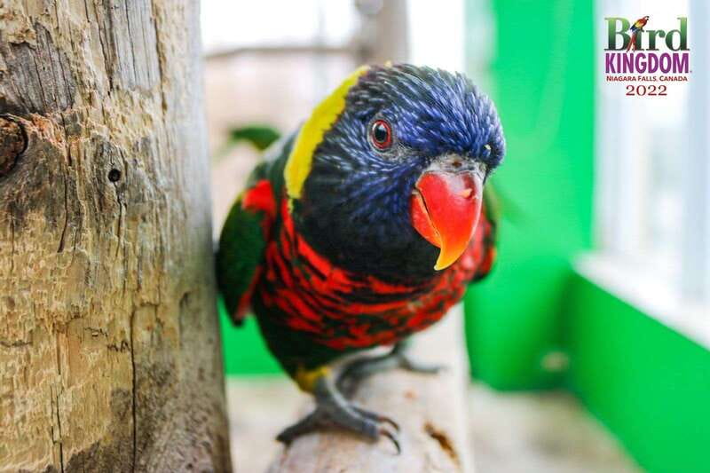 Niagara Falls, Canada: Bird Kingdom Entry Ticket - Parrots, talks, and animal encounters