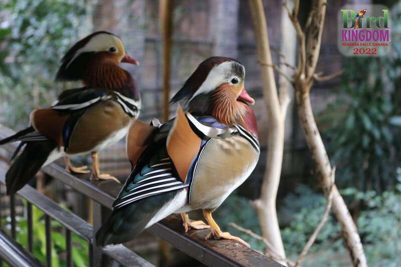 Niagara Falls, Canada: Bird Kingdom Entry Ticket - How long to plan for your visit