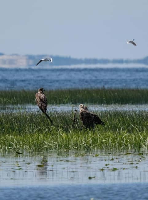 Nida: Bird-Watching Adventure in Nemunas Delta - Why this Nida boat trip is worth considering