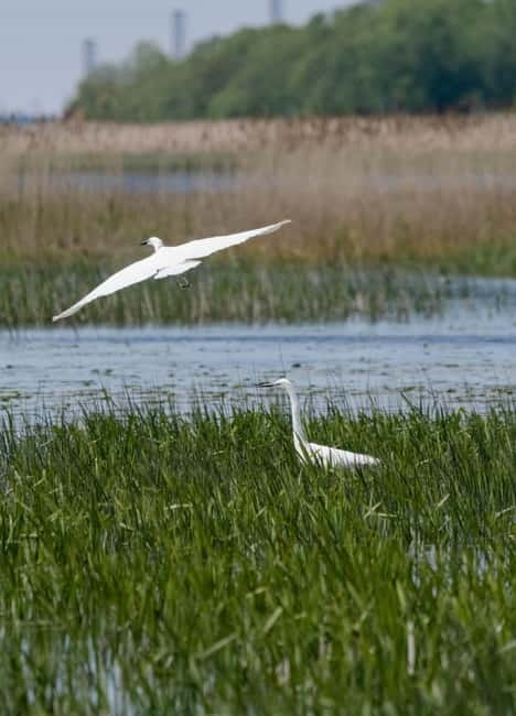 Nida: Bird-Watching Adventure in Nemunas Delta - Ventė Cape and the work of bird migration
