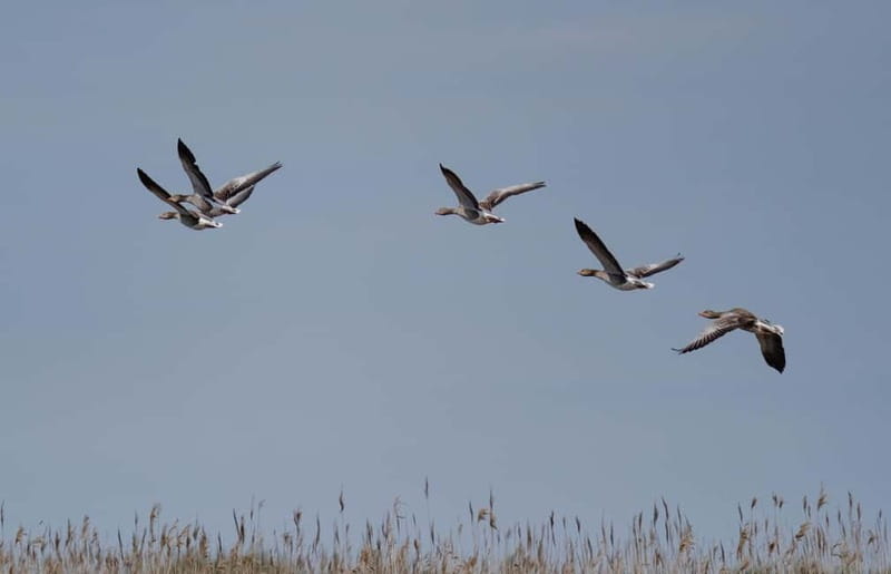 Nida: Bird-Watching Adventure in Nemunas Delta - Uostadvaris Lighthouse and wide delta views