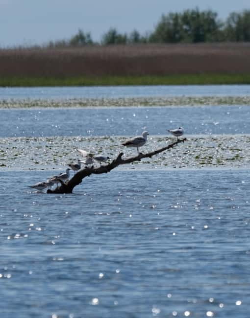 Nida: Bird-Watching Adventure in Nemunas Delta - Birding in the Nemunas Delta