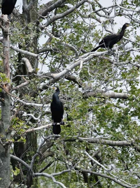 Nida: Bird-Watching Adventure in Nemunas Delta - Comfort, weather, and what to bring