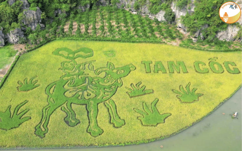 NINH BINH DAY TRIP: HOA LU,MUA CAVES &THUNG NHAM BIRD VALLEY - Why this Ninh Binh combination works