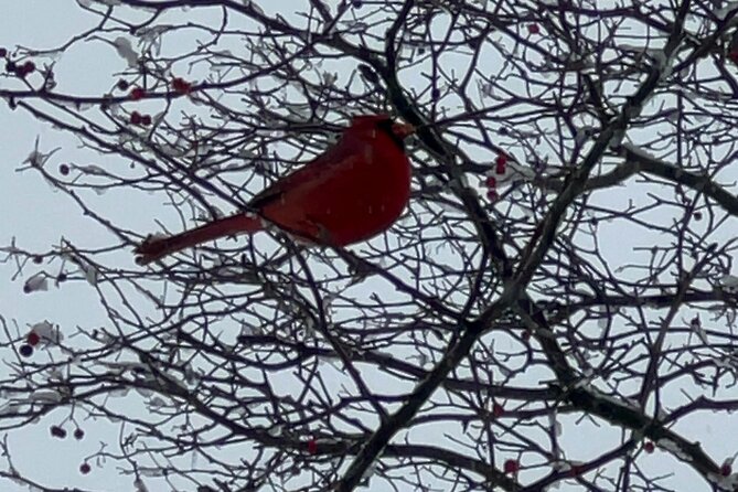 NYC Beginner Private Birdwatching Tour - Key points at a glance