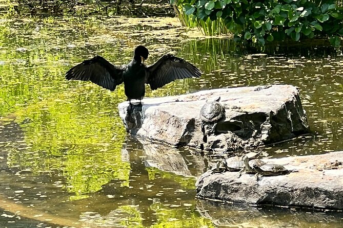 NYC Beginner Private Birdwatching Tour - Timing, cancellations, and practical planning