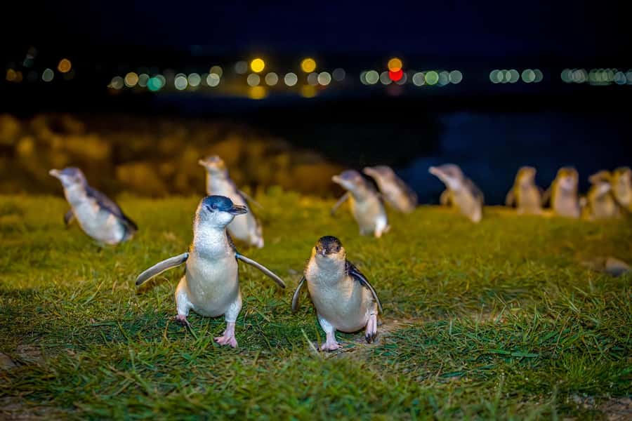 Oamaru: Penguins Evening Viewing Ticket - Key points before you book