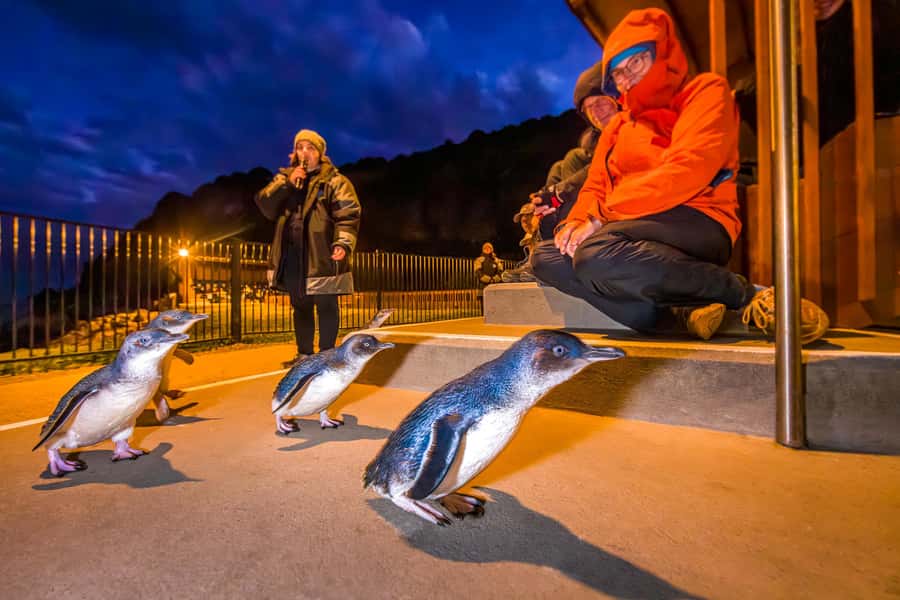 Oamaru: Penguins Evening Viewing Ticket - Arriving at the Ōamaru Penguin Colony