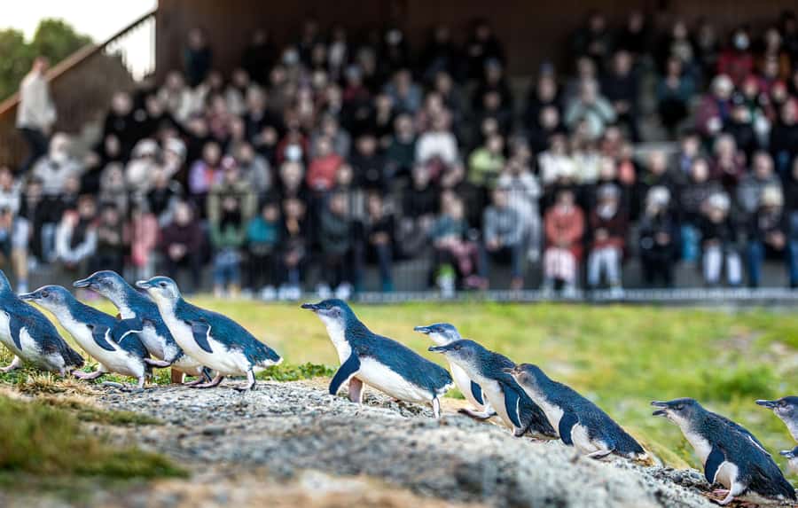 Oamaru: Penguins Evening Viewing Ticket - Why the commentary improves the experience