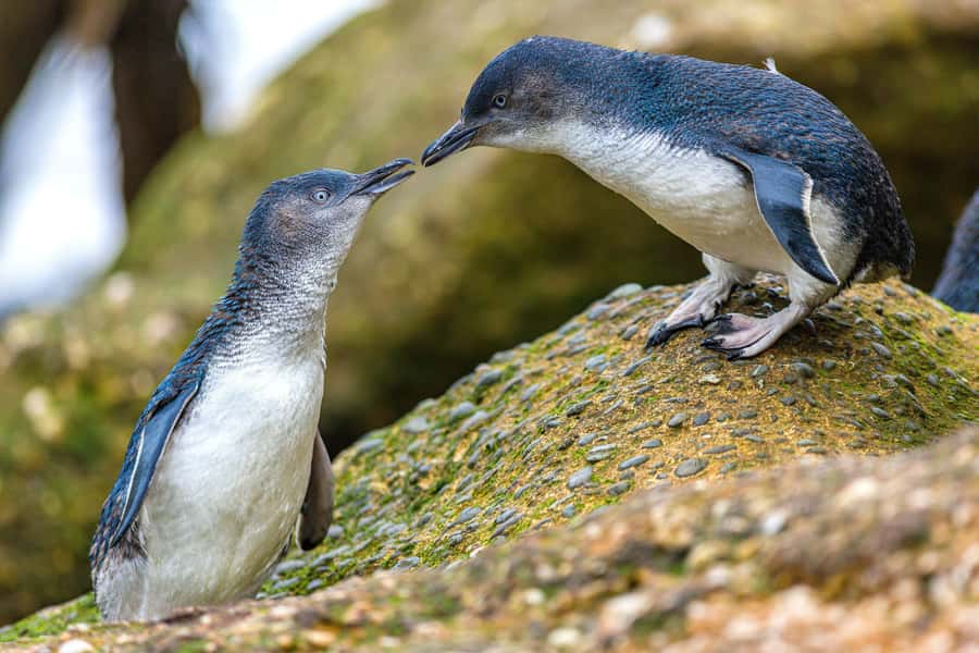 Oamaru: Penguins Evening Viewing Ticket - General seating or premium seating?