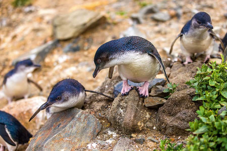 Oamaru: Penguins Evening Viewing Ticket - Booking and practical details