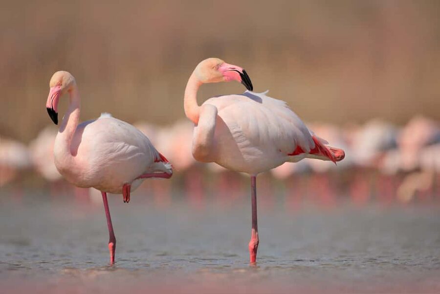 Óbidos: Lagoon Birdwatching Tour with Local Biologist - Key points to know before you book