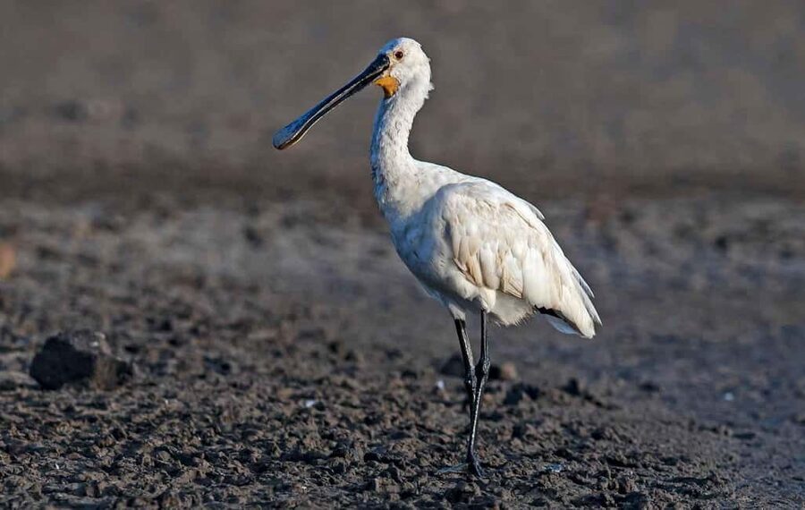 Óbidos: Lagoon Birdwatching Tour with Local Biologist - From Óbidos walls to Atlantic wetland