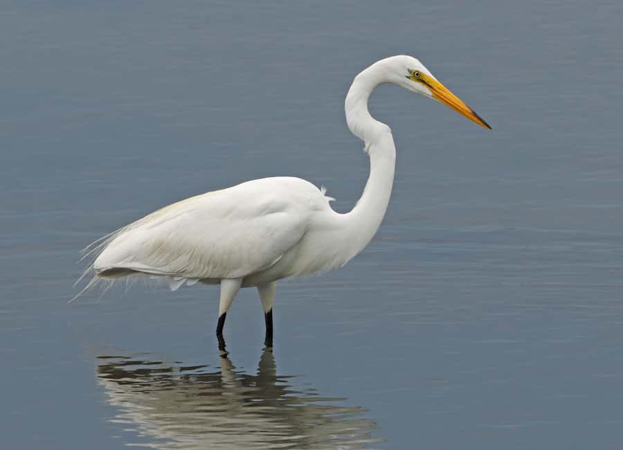 Óbidos: Lagoon Birdwatching Tour with Local Biologist - What the two-hour itinerary feels like