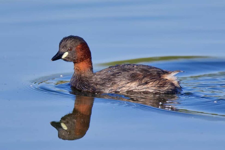 Óbidos: Lagoon Birdwatching Tour with Local Biologist - Is $47 per person good value?