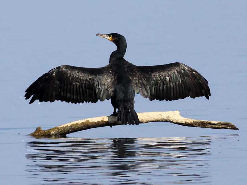 Óbidos: Lagoon Birdwatching Tour with Local Biologist - Why the Óbidos Lagoon matters