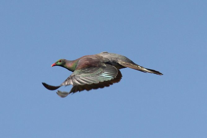 One Day Birding Adventure - Why this Rotorua birding day is different