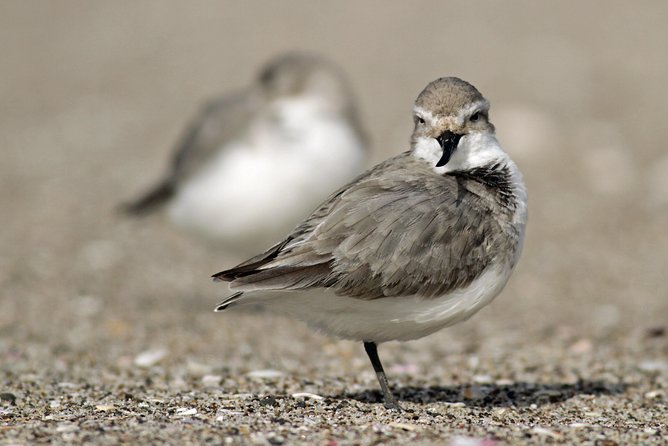One Day Birding Adventure - Wetlands and shore sites add variety