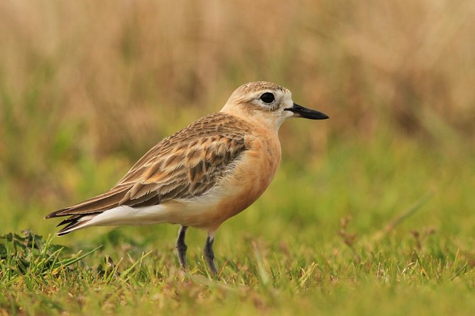 One Day Birding Adventure - What the equipment adds