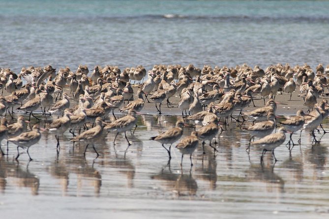 One Day Birding Adventure - Why the guide can make or break the day