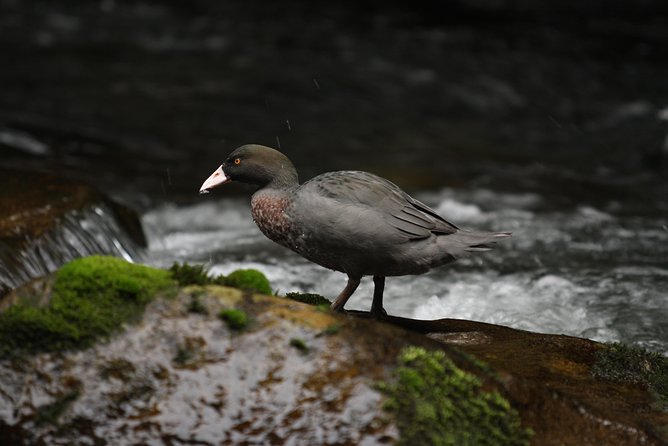 One Day Birding Adventure - Is $309.67 good value?