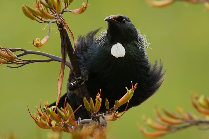 One Day Birding Adventure - Searching Whirinaki Forest for native birds