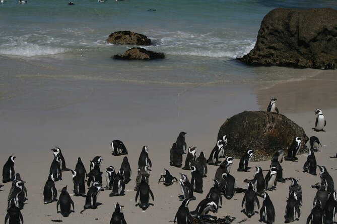 One Day Cape of Good and Penguin Colony Expedition from Cape Town - What the private Cape Peninsula format really means