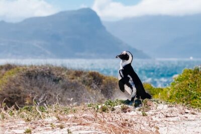 One Day Cape of Good and Penguin Colony Expedition from Cape Town