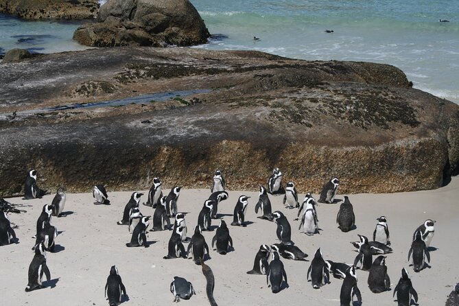 One Day Cape of Good and Penguin Colony Expedition from Cape Town - Chapmans Peak Drive is the scenic high point