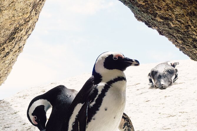 One Day Cape of Good and Penguin Colony Expedition from Cape Town - The ostrich farm is a brief, optional-style stop