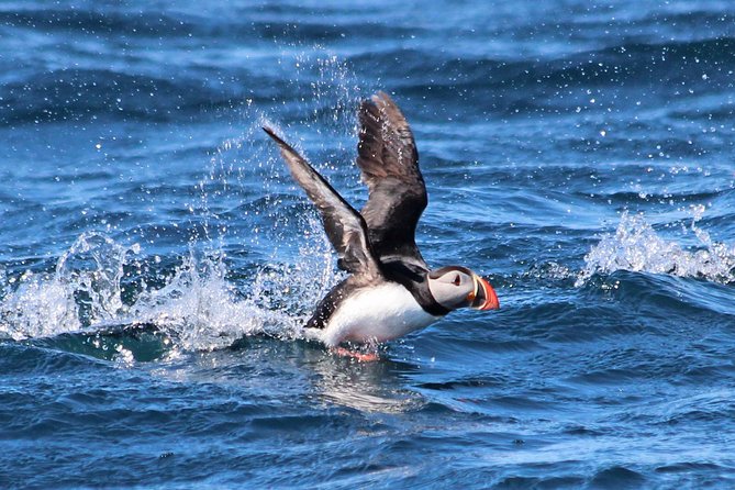 Original Big Whale Safari & Puffins Speedboat Tour from Húsavík - The two-hour whale search
