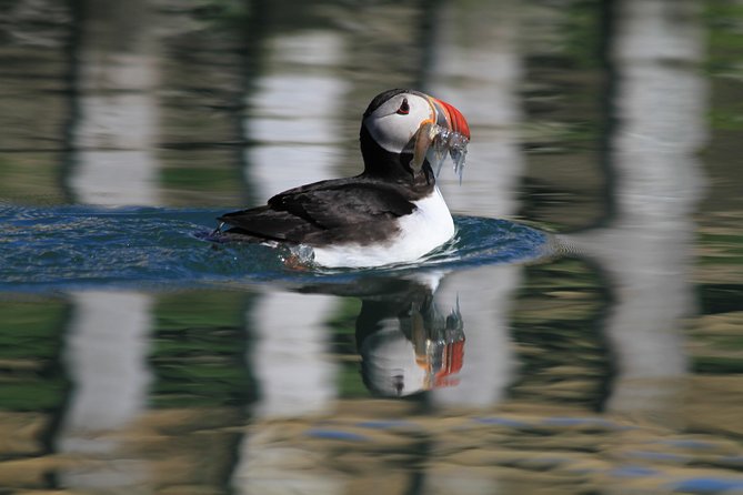 Original Big Whale Safari & Puffins Speedboat Tour from Húsavík - What the RIB ride feels like