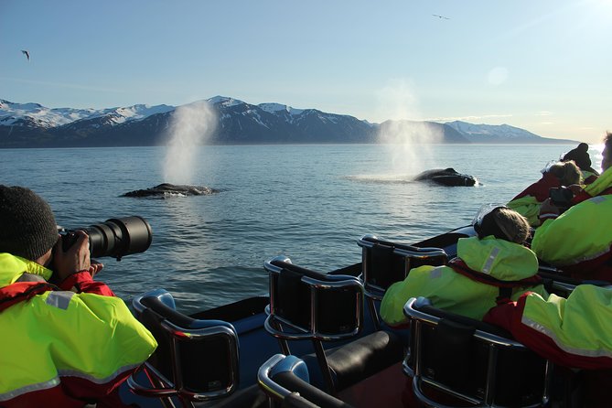 Original Big Whale Safari & Puffins Speedboat Tour from Húsavík - Is $180.27 a fair price?