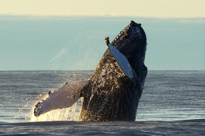 Original Big Whale Safari & Puffins Speedboat Tour from Húsavík - Weather, cancellations, and planning your day