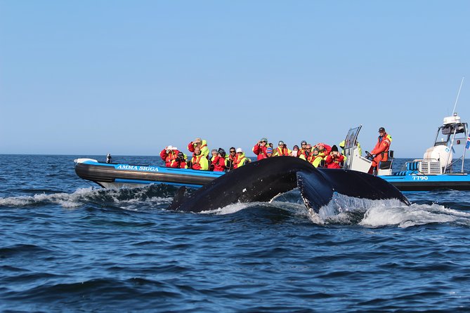 Original Big Whale Safari & Puffins Speedboat Tour from Húsavík - Who will enjoy this tour most?