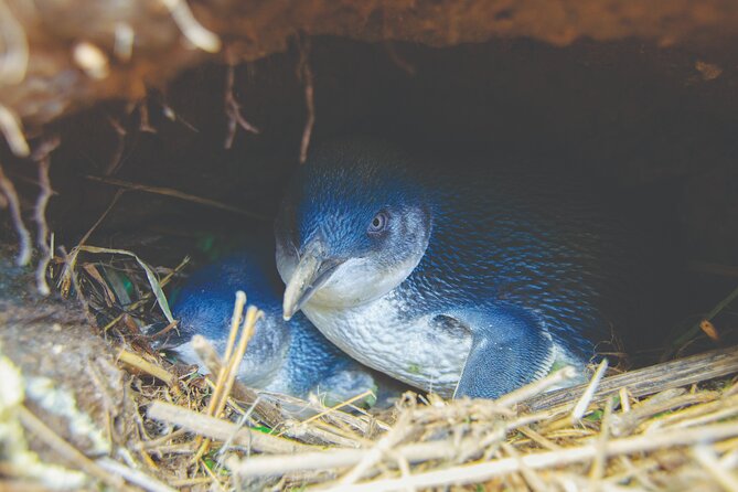 Otago Peninsula In-Depth Tour & Blue Penguins Pukekura Experience - Waiting for the little blue penguins after dark