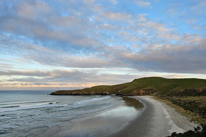 Otago Peninsula In-Depth Tour & Blue Penguins Pukekura Experience - Is $102.39 good value?