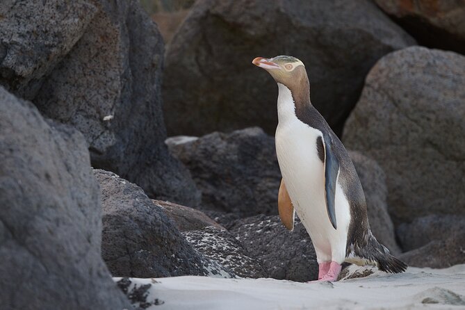 Otago Peninsula In-Depth Tour & Blue Penguins Pukekura Experience - Who should book this experience?
